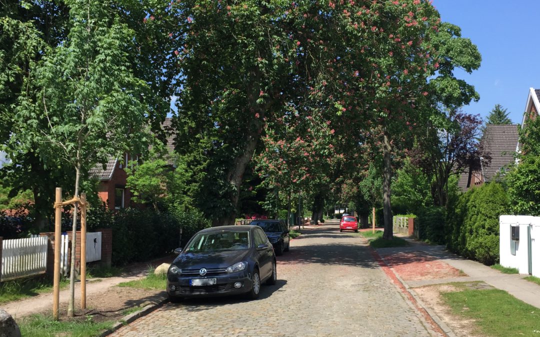 85 neue Straßenbäume für Rahlstedt, Oldenfelde und Meiendorf